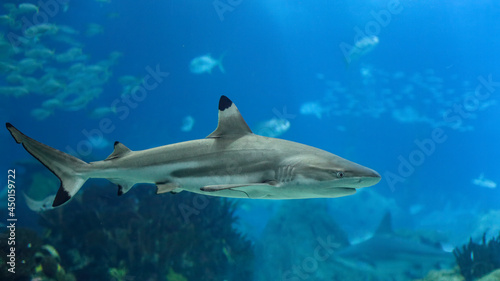 Detailed blacktip shark photo