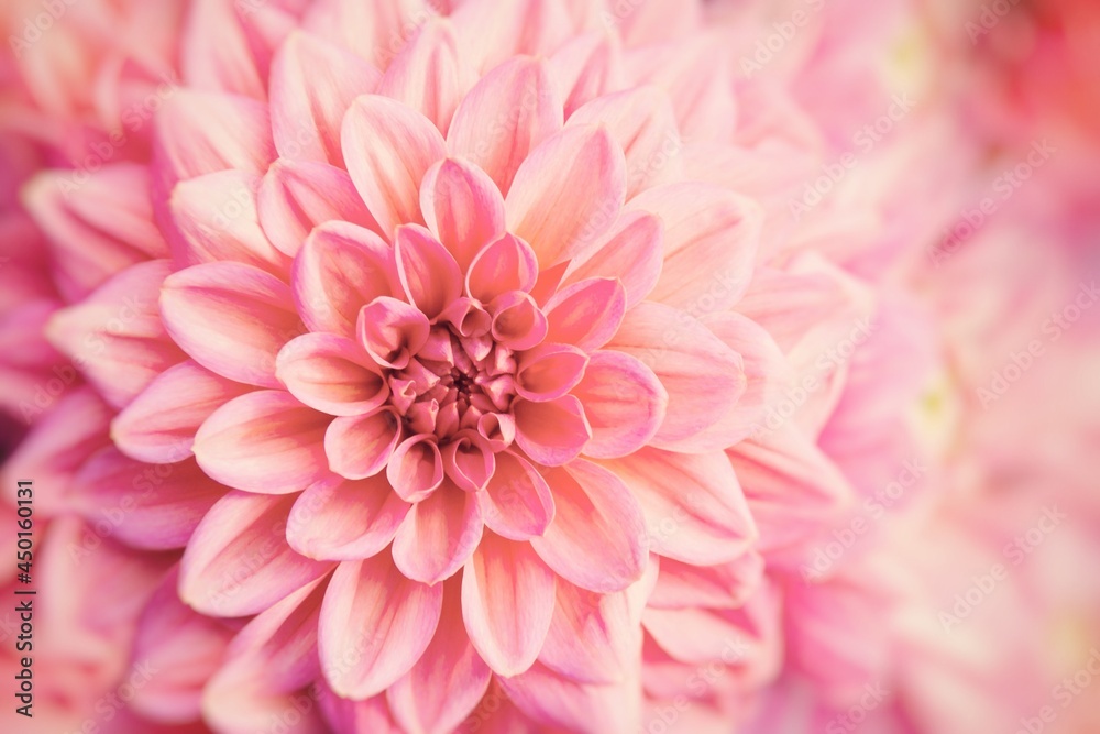 Close up of a beautiful pink dahlia - summer greeting card - floral background