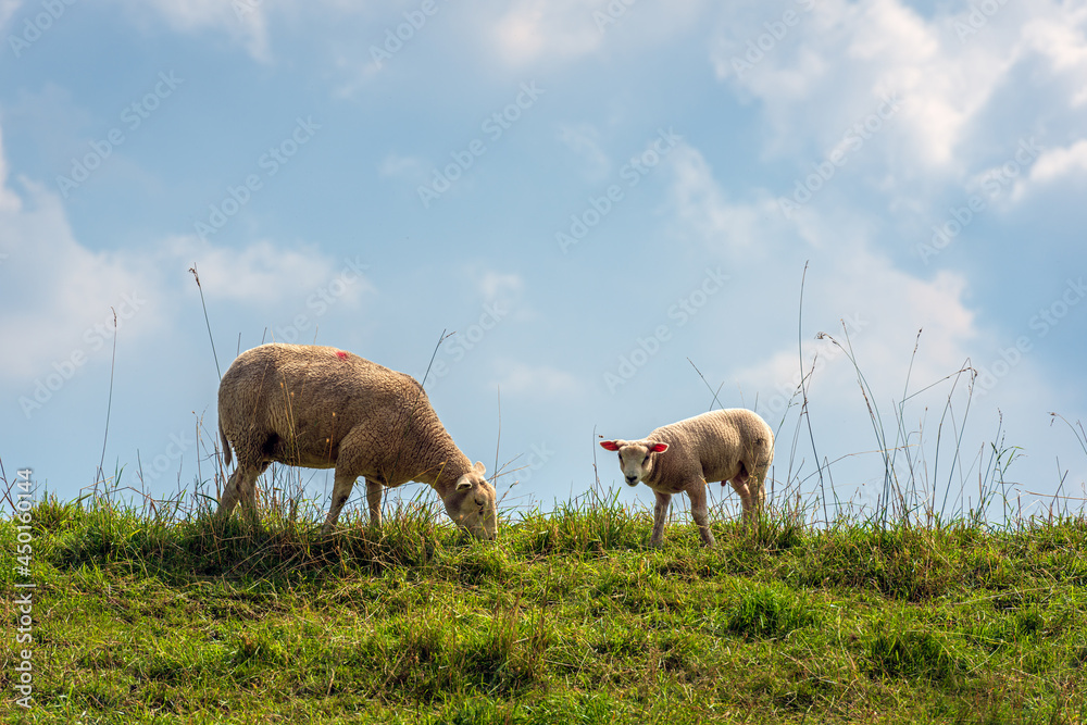 Obraz premium Ewe with her lamb on top of a Dutch dike. The mother sheep eats grass and the lamb looks curiously at the photographer. The small ears are translucent pink.