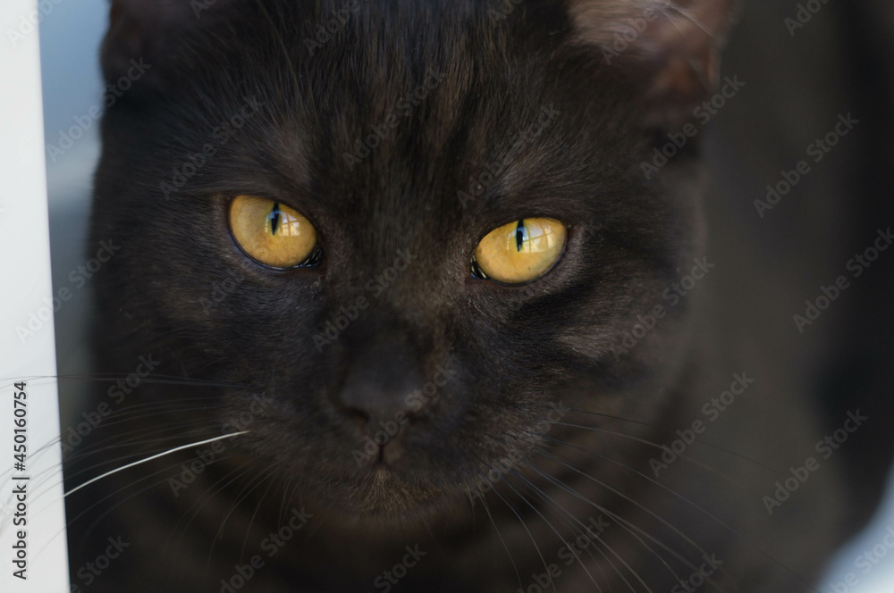 Black cat with amber eyes and one white vibris close-up Black cat with amber eyes and one white vibris close-up
