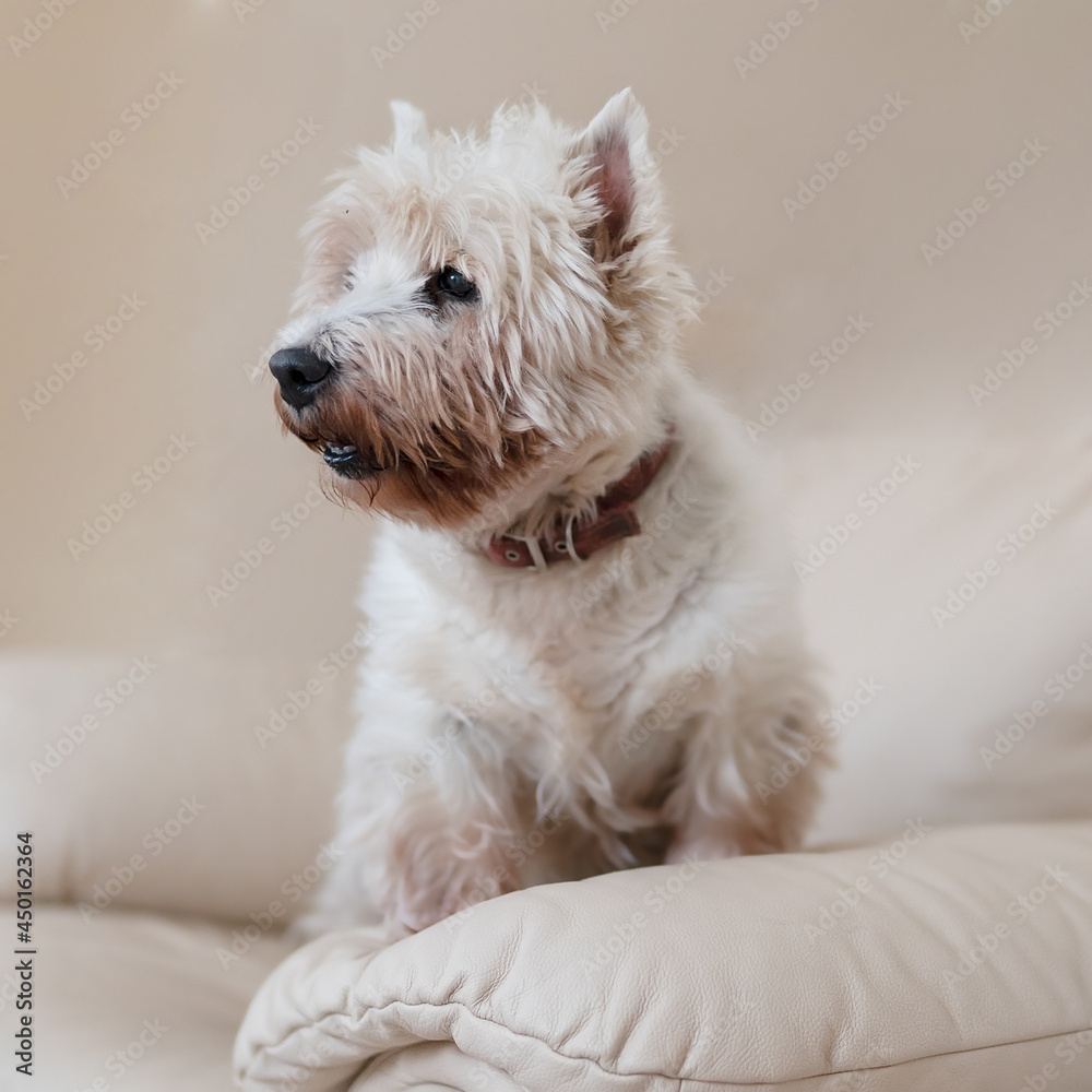 High key portrait of a scottish terrier High key portrait of a scottish terrier