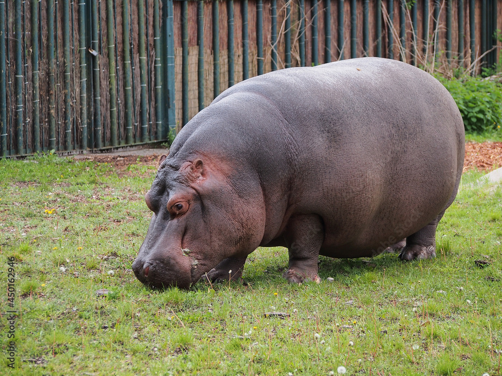 The common hippopotamus grazes the grass on the lawn, the habitat area is Africa. The diversity of the animal world, artiodactyls living on the planet. The common hippopotamus grazes the grass on the lawn, the habitat area is Africa. The diversity of the animal world, artiodactyls living on the planet.