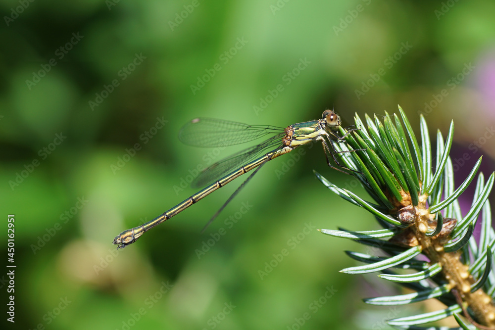 Willow Emerald Damselfly, western willow spreadwing (Lestes viridis or Chalcolestes viridis). Family spreadwings (Lestidae). Hold on to a spruce branch. Summer, August, Netherlands.