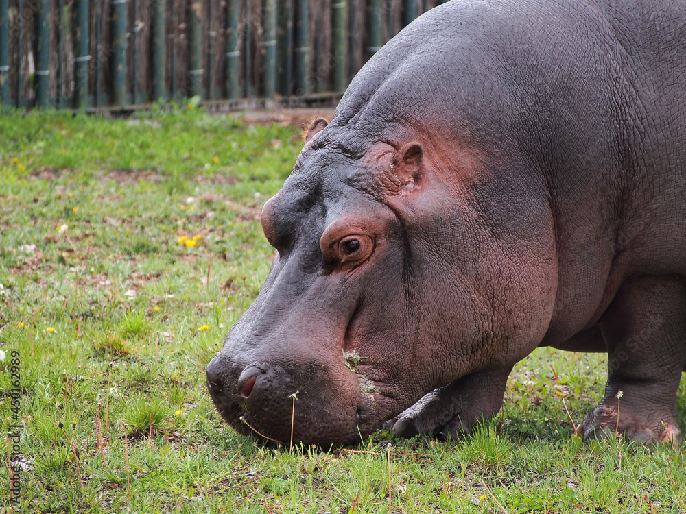 The common hippopotamus grazes the grass on the lawn, a close-up portrait, the habitat area is Africa. The diversity of the animal world, artiodactyls living on the planet. The common hippopotamus grazes the grass on the lawn, a close-up portrait, the habitat area is Africa. The diversity of the animal world, artiodactyls living on the planet.