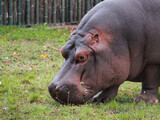 The common hippopotamus grazes the grass on the lawn, a close-up portrait, the habitat area is Africa. The diversity of the animal world, artiodactyls living on the planet.