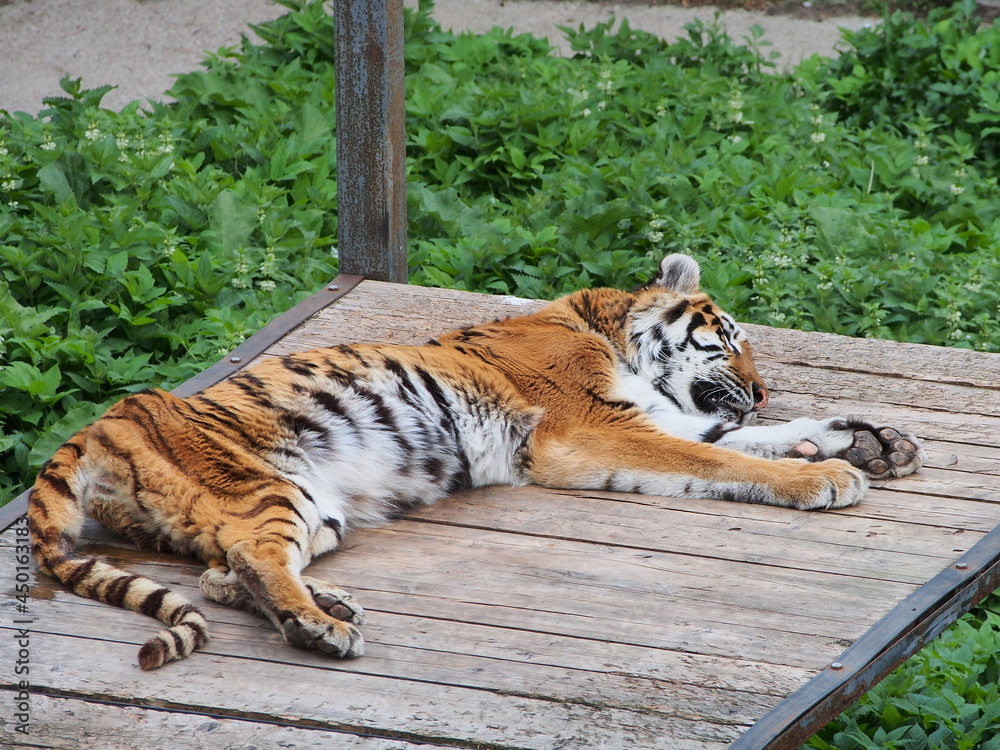 Fototapeta premium The Amur tiger is resting on a wooden platform after a hearty lunch. The diversity of the animal world, predators living on the planet.