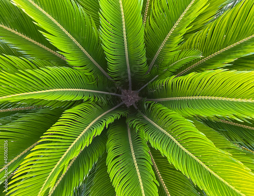 Cycas revoluta  sago palm with green leaves. Top view