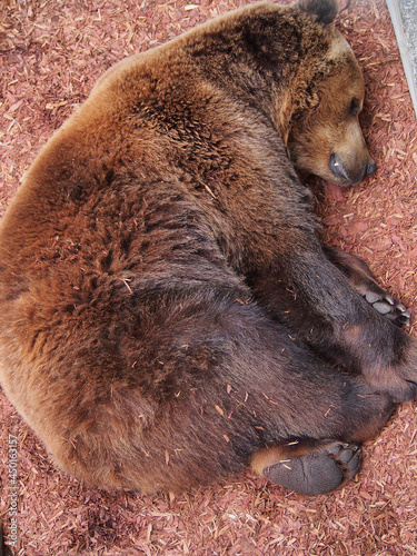 A brown bear basks in the sun after hibernation. The diversity of the animal world, predators living on the planet.