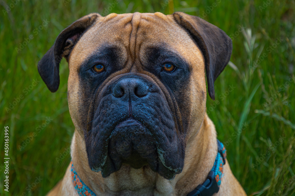 2020-07-15 PORTRAIT OF A LARGE FULL GROWN BULL MASTIFF WITH A BLURRY GRASS BACKGROUND