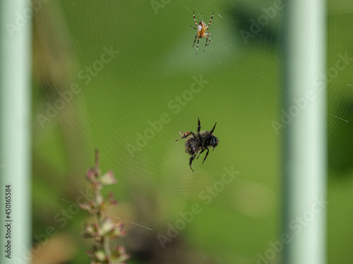 a Western honey bee (Apis mellifera) caught in a spider's web just before breaking free