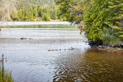 Red-breasted merganser female with thirteen chicks swimming in lake photo