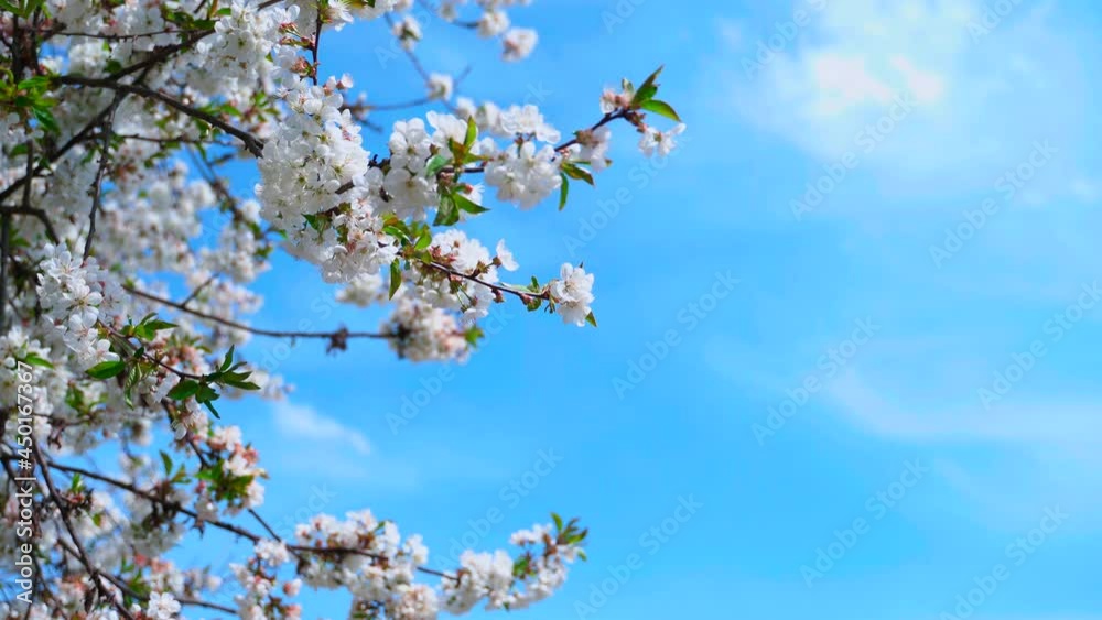 Branch of blooming tree. White blossoming flowers of a fruit tree against blue sky on a sunny spring day. Copy space.