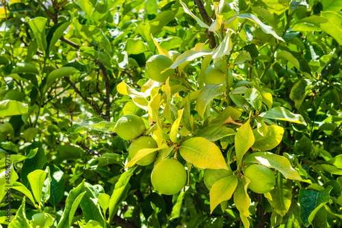 Sunny vivid green lemon lime trees garden in Greek village. Summer botany and fruits growing on Aegean sea shore in Greece