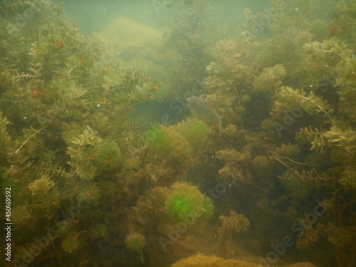 aquatic plants submerged macrophytes in a freshwater lake
 photo
