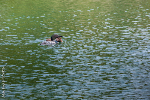 Loon and chick swimming in lake