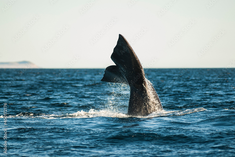 Fototapeta premium Sohutern right whale tail, endangered species, Patagonia,Argentina