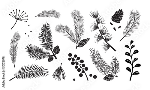 Fotografie, Obraz Christmas tree vector branches, fir and pine cones, evergreen set, holiday decoration, black winter plant, leaf and twig isolated on white background