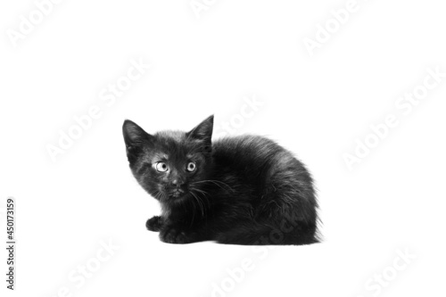 Black kitten isolated on white background in studio for Halloween.
