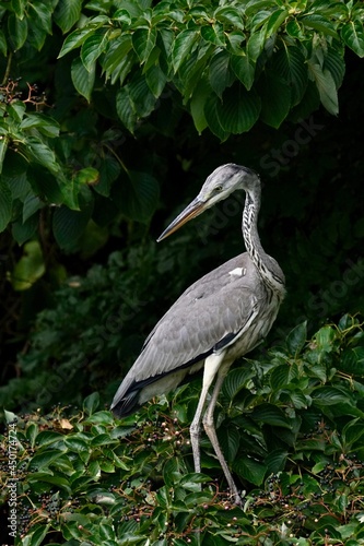 grey heron in the forest