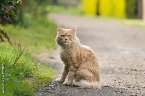 Fluffy ginger domestic cat sits on the road and looks at the camera. Selective focus on eyes