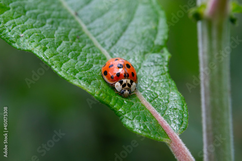 ladybird © Chris Palmer