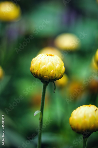 Baby under grown Stemmacantha carthamoides flower plant in garden against blurred background. photo