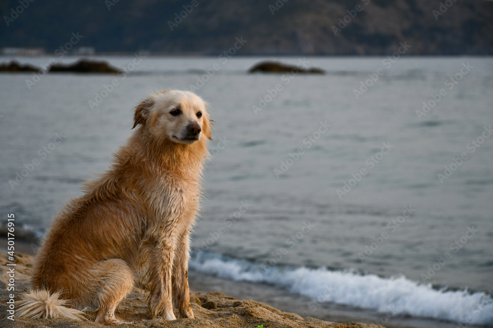 dog on the beach