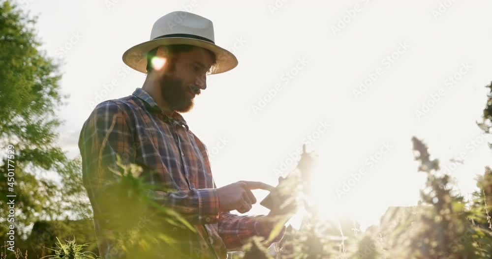 Close up of hemp farmer inspecting cannabis field shot in 4k super slow motion Close up of hemp farmer inspecting cannabis field shot in 4k super slow motion
