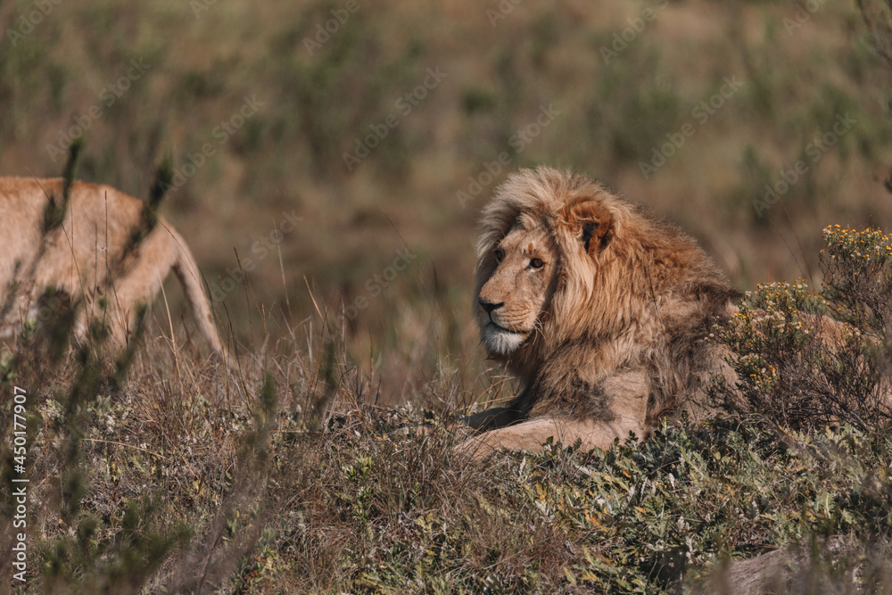Lion and lioness sitting in a field together.