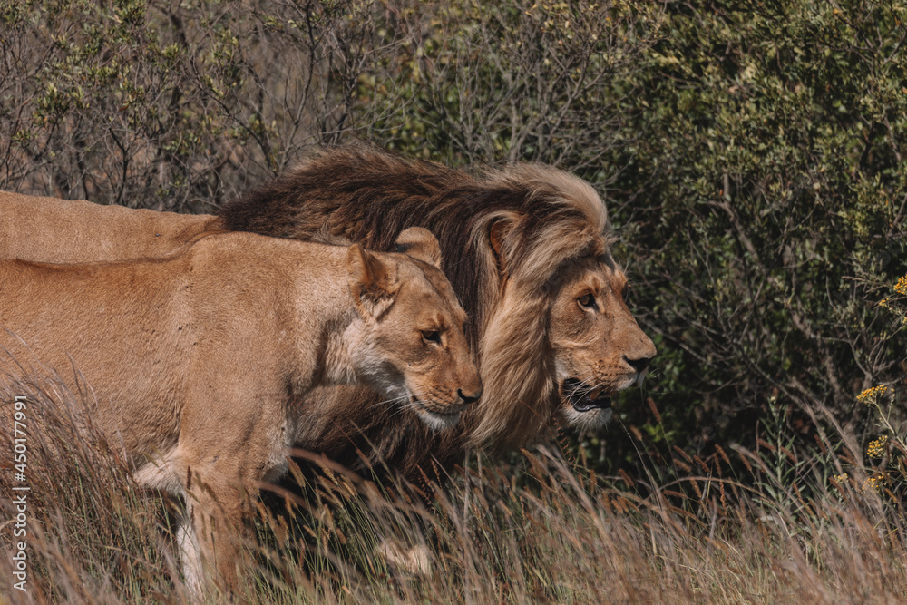 Naklejka premium Lion and lioness sitting in a field together.