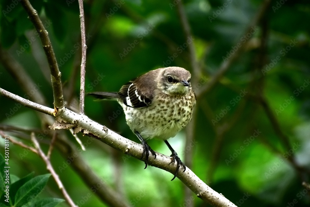 Sparrow on branch Sparrow on branch