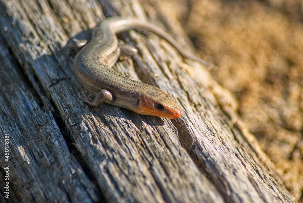 Fototapeta premium A Broad-Headed Skink suns itself on a fallen log.