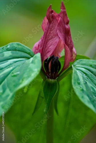 Trillium grows in the shade of a dense forest during the cool days of spring.