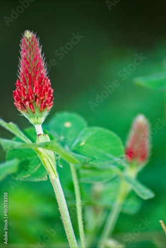 A pair of crimson clover flowers rise up from a forest of green. The background of deep out of focus green provides a lovely contrast to the bright crimson flowers.