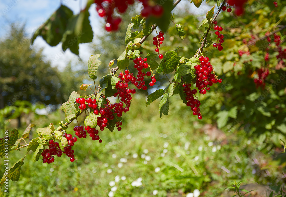 red currants growing in garden