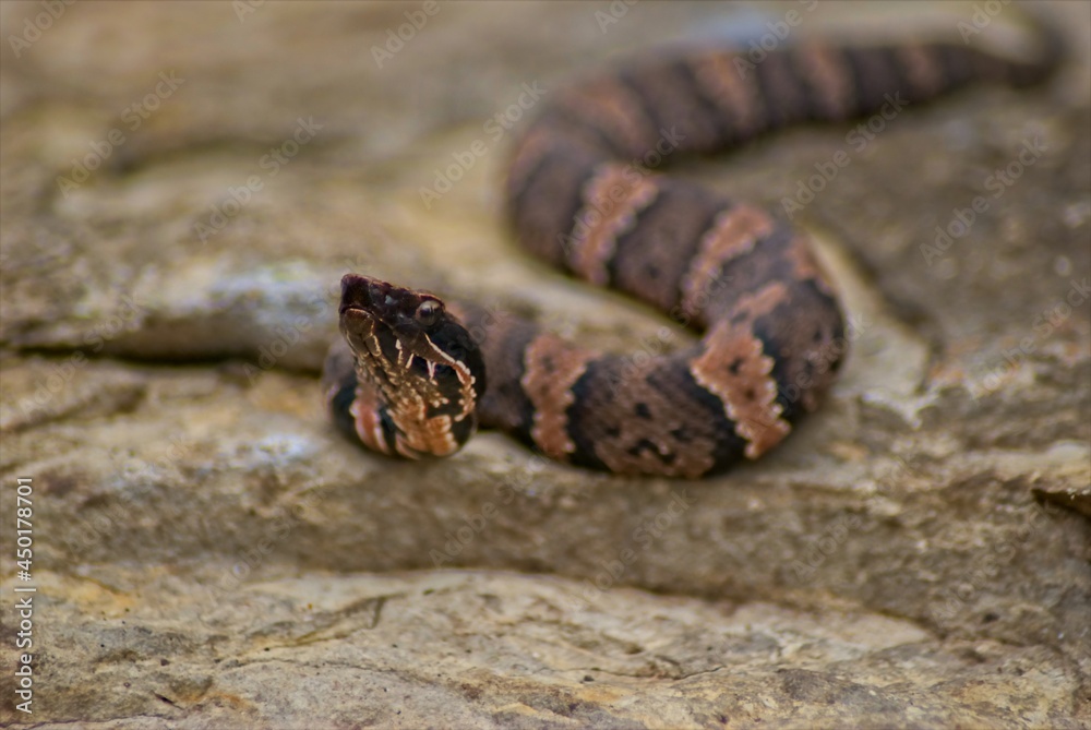 A closeup of a juvinal cottonmouth poses for pictures on a large rock, and keeps a wary eye on his surroundings. A closeup of a juvinal cottonmouth poses for pictures on a large rock, and keeps a wary eye on his surroundings.
