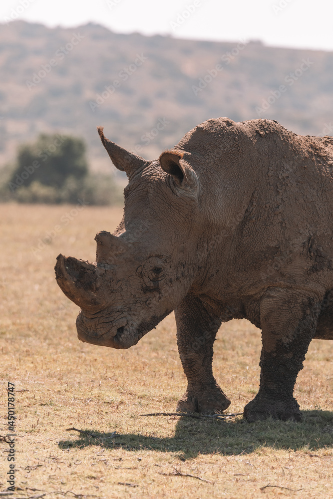 Fototapeta premium White rhino grazing in a field. 