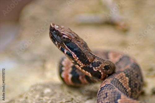 A closeup of a juvinal cottonmouth poses for pictures on a large rock, and keeps a wary eye on his surroundings.