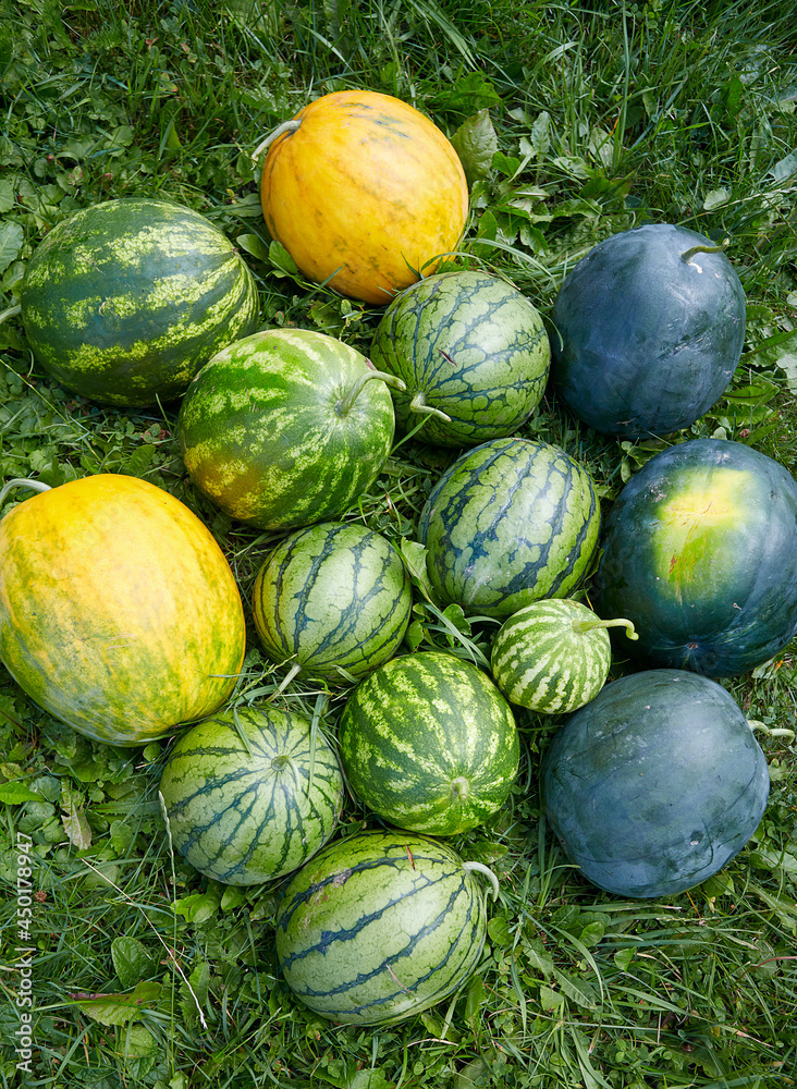 different types of water melons on grass