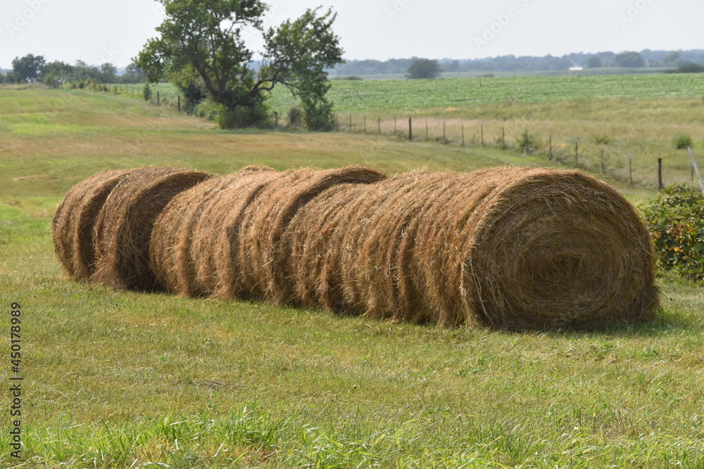 Row of Hay Bales in a Field