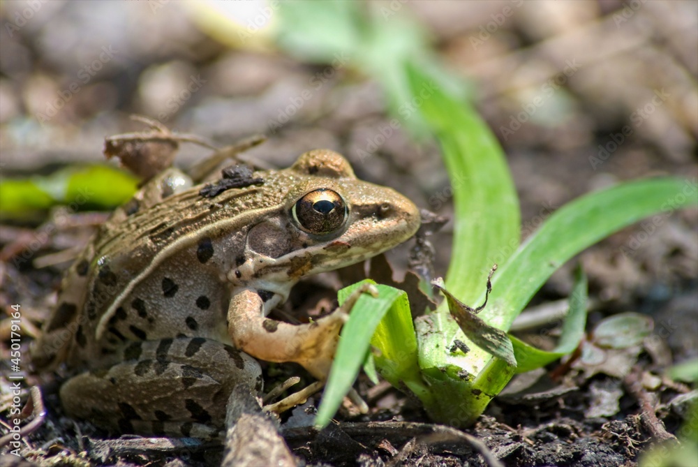 A small leopard frog lounges on the bank, and is prepared to hop into the swamp at the first sign of danger. A small leopard frog lounges on the bank, and is prepared to hop into the swamp at the first sign of danger.