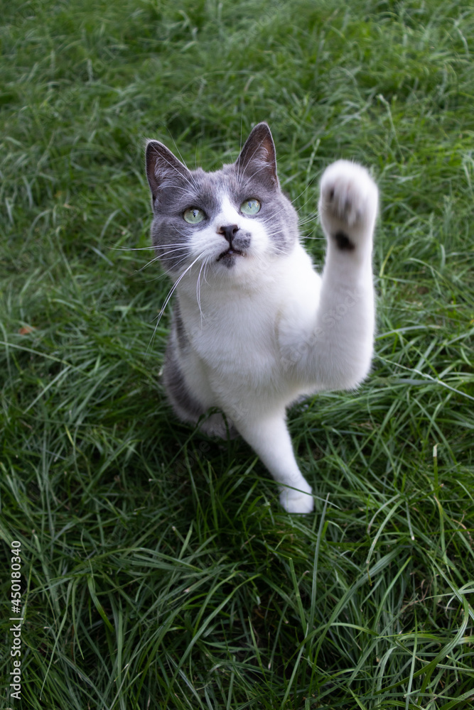 Cat sitting on grass and raises its paw up.
