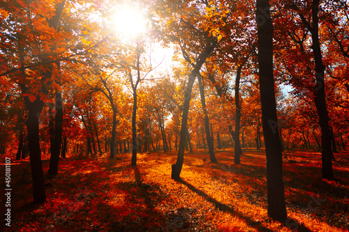 Red forest in the autumn . Vibrant colors of fall season 