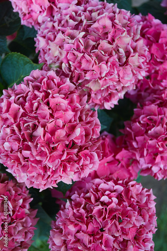 beautiful pink hydrangea bush in a pot