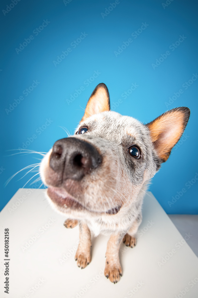 Close up view of funny Blue heeler or australian cattle dog puppy. Wide angle pet portrait