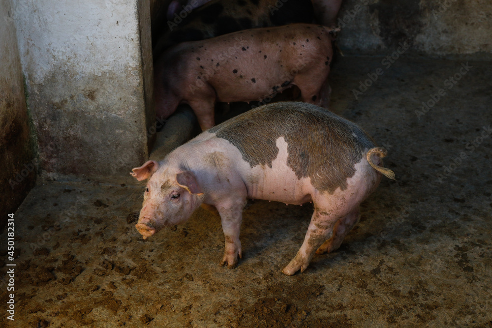 Pig on stall at farm. Piglets breeding looking curious, facing camera. Small piggy in stockyard. Mammal waiting feed. Swine raised for pork meat consumption and business trade. (Sus scrofa domesticus) Pig on stall at farm. Piglets breeding looking curious, facing camera. Small piggy in stockyard. Mammal waiting feed. Swine raised for pork meat consumption and business trade. (Sus scrofa domesticus)