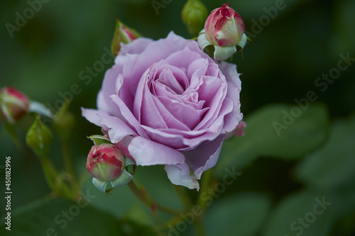 beautiful pink roses close up