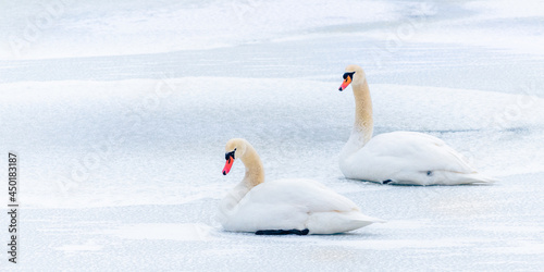 Swans in a frozen lake