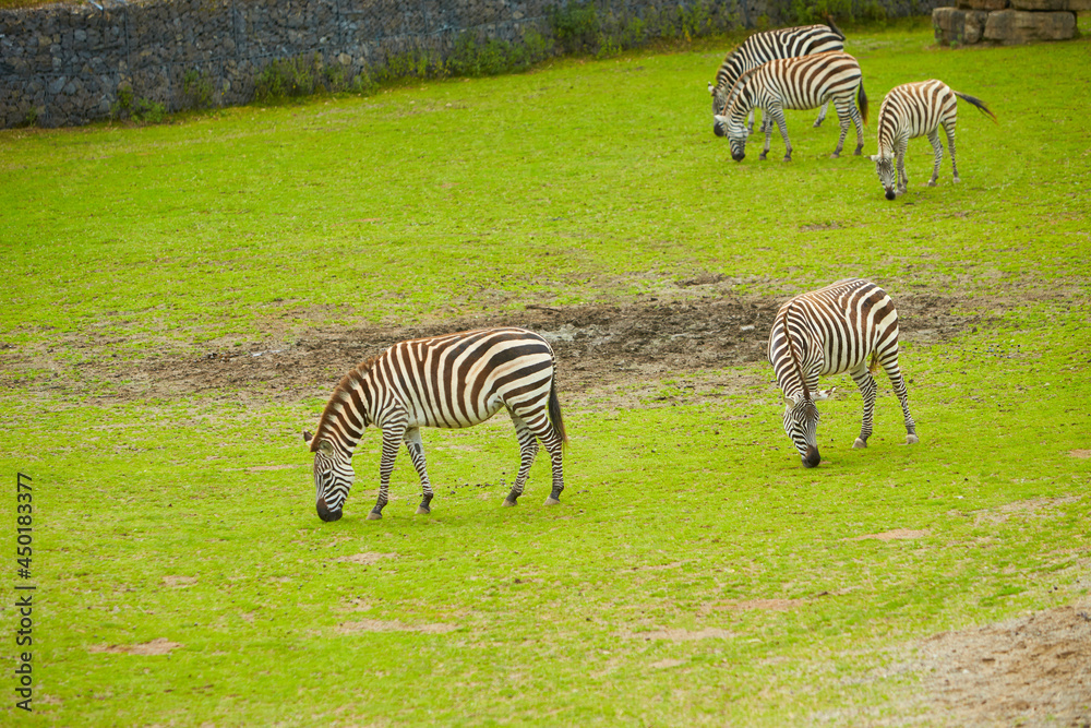 Obraz premium A closeup of zebras in a green field during daylight