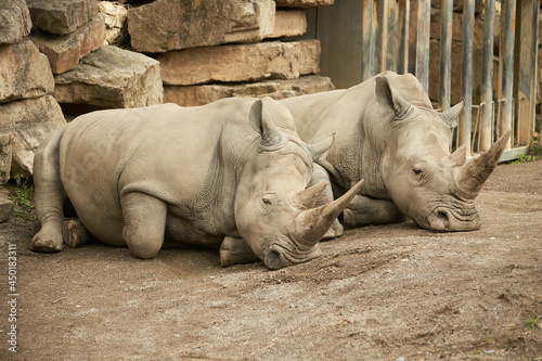 Two gray rhinoceros resting in the ground.